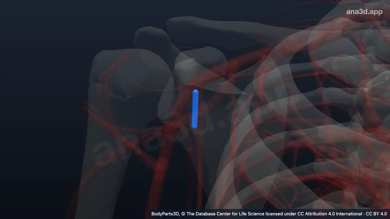 Model 3D: Vena subskapularis kanan