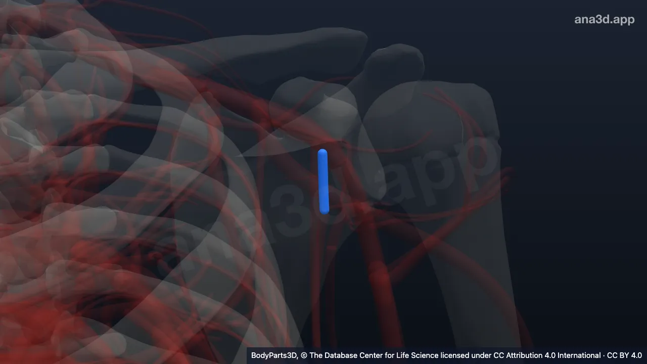 3D model: left subscapular vein