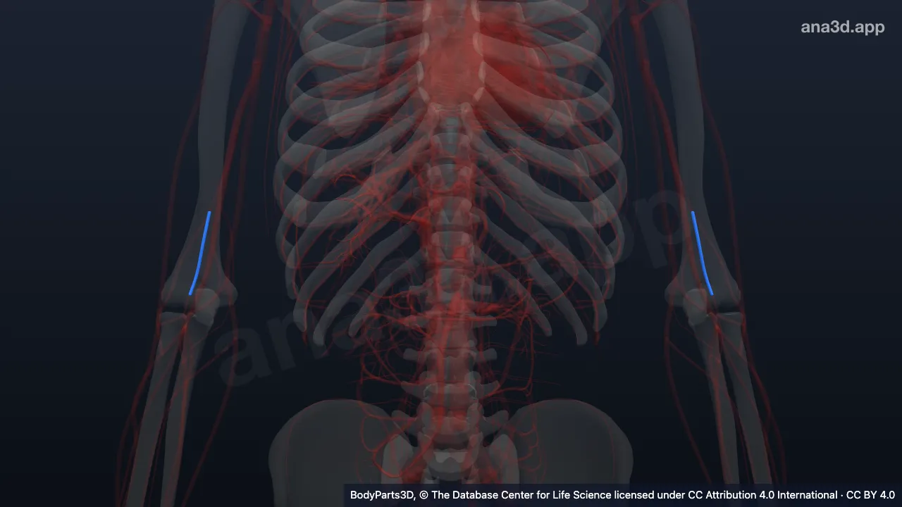 Modelo 3D: Arteria colateral media