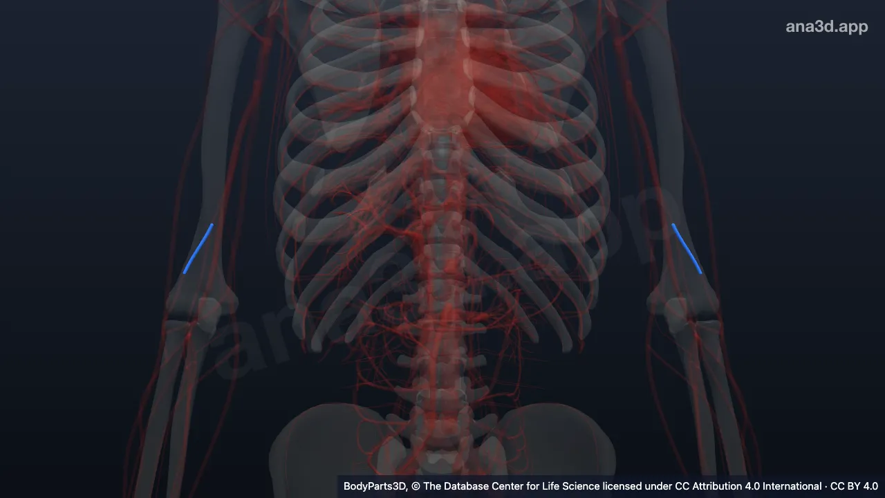 Modelo 3D: arteria colateral radial