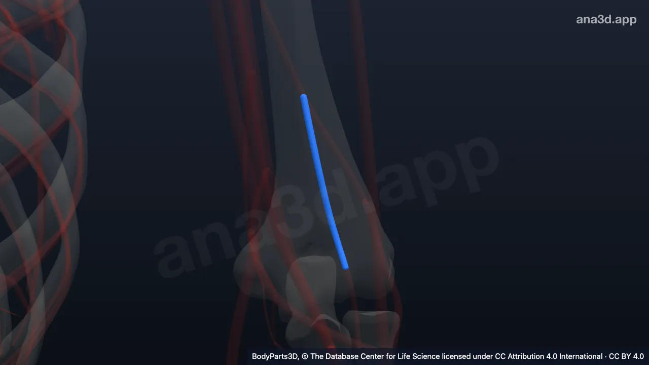 Model 3D: Cabang kolateralis media arteri profunda brakii kiri