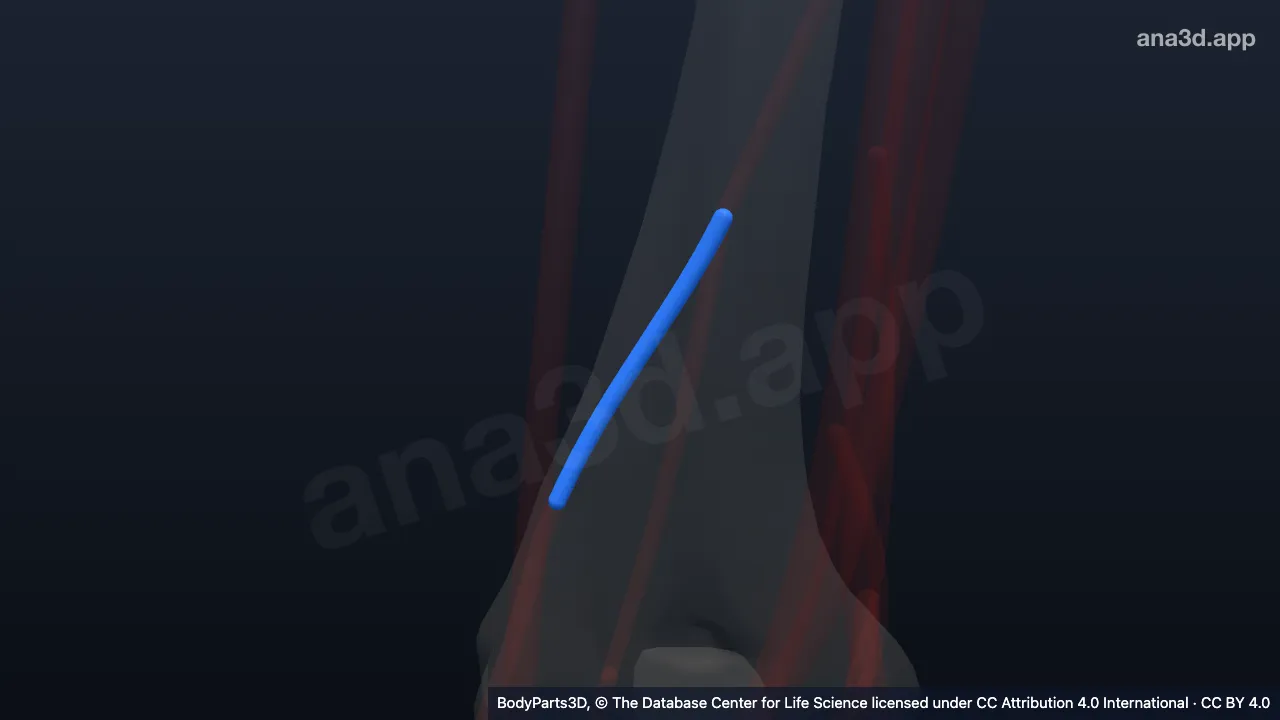 Modelo 3D: Ramo colateral radial da artéria braquial profunda direita