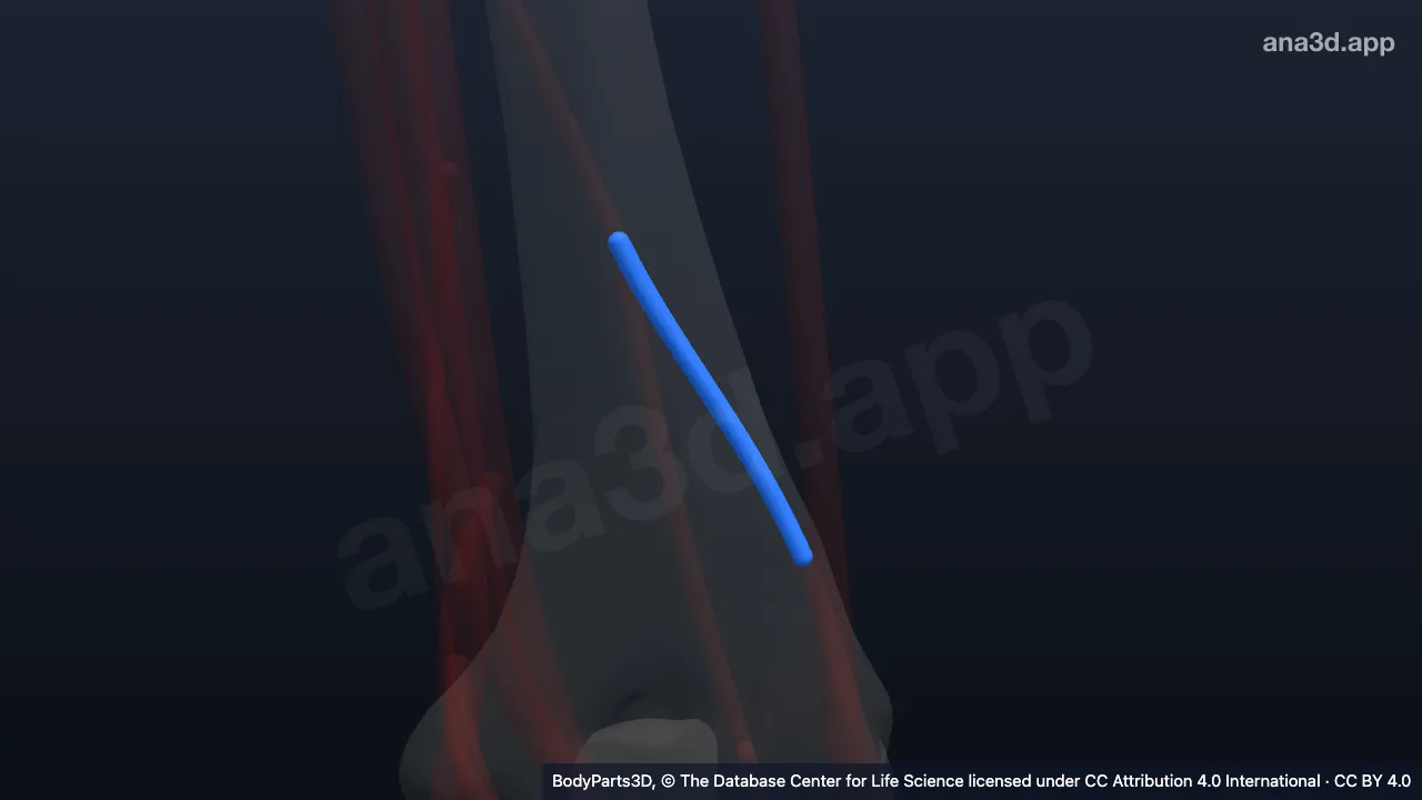 3D-Modell: Ramus collateralis radialis der linken Arteria profunda brachii