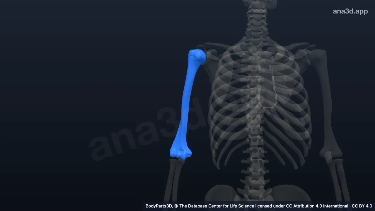 3D model: right humerus
