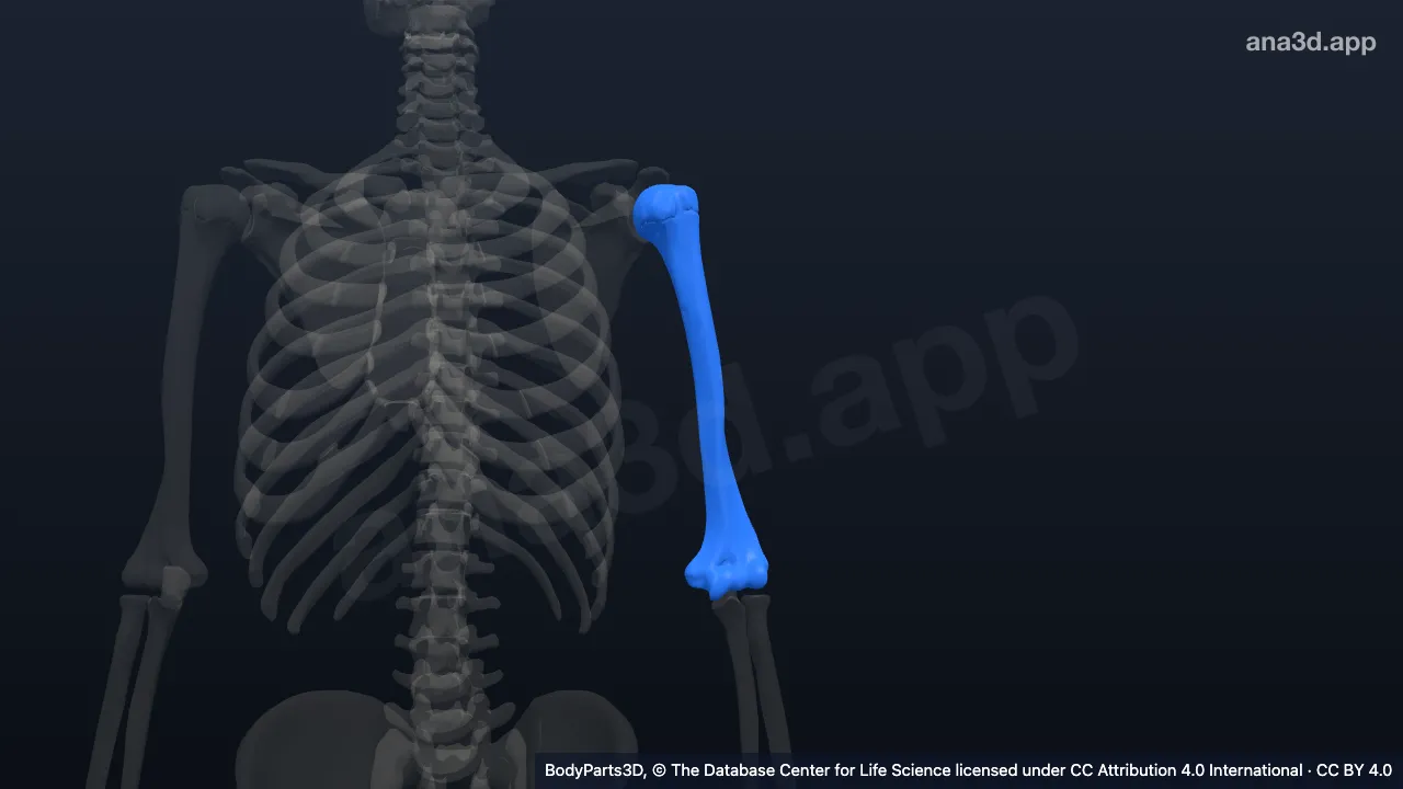 3D model: left humerus
