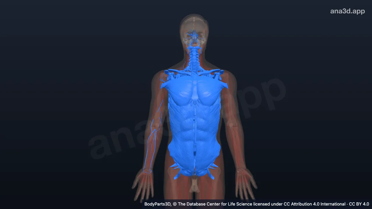Modelo 3D: Cuerpo propiamente dicho