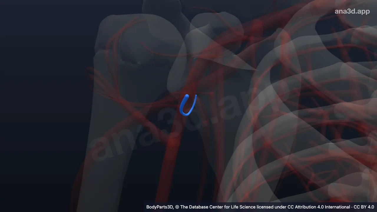 3D model: right circumflex scapular artery