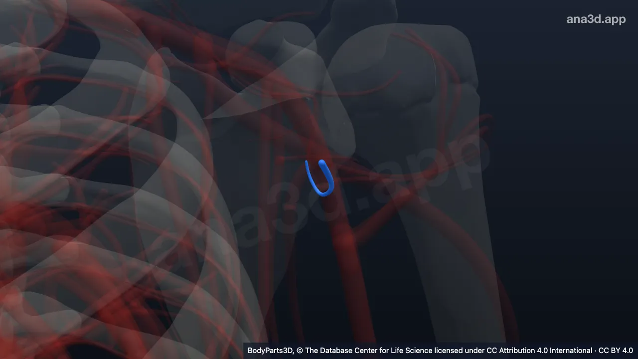 Modelo 3D: Arteria circunfleja escapular izquierda
