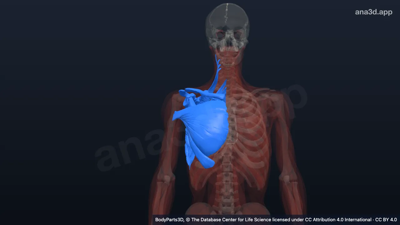 Modelo 3D: Cíngulo do membro superior direito