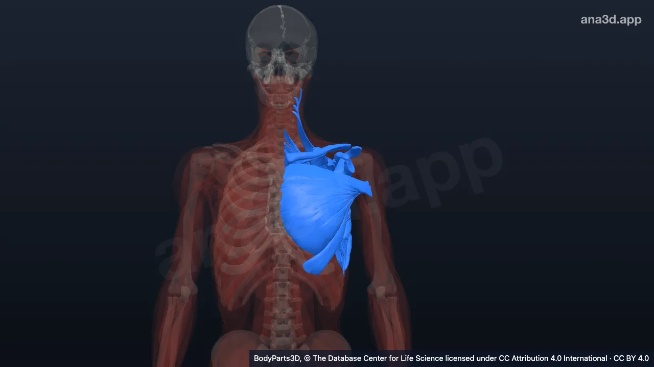 3D model: left pectoral girdle