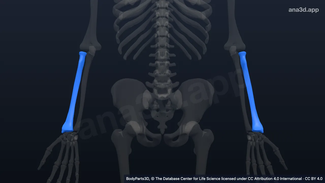 Radius: anatomy, location and function