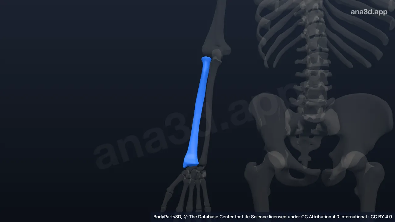 3D model: right radius