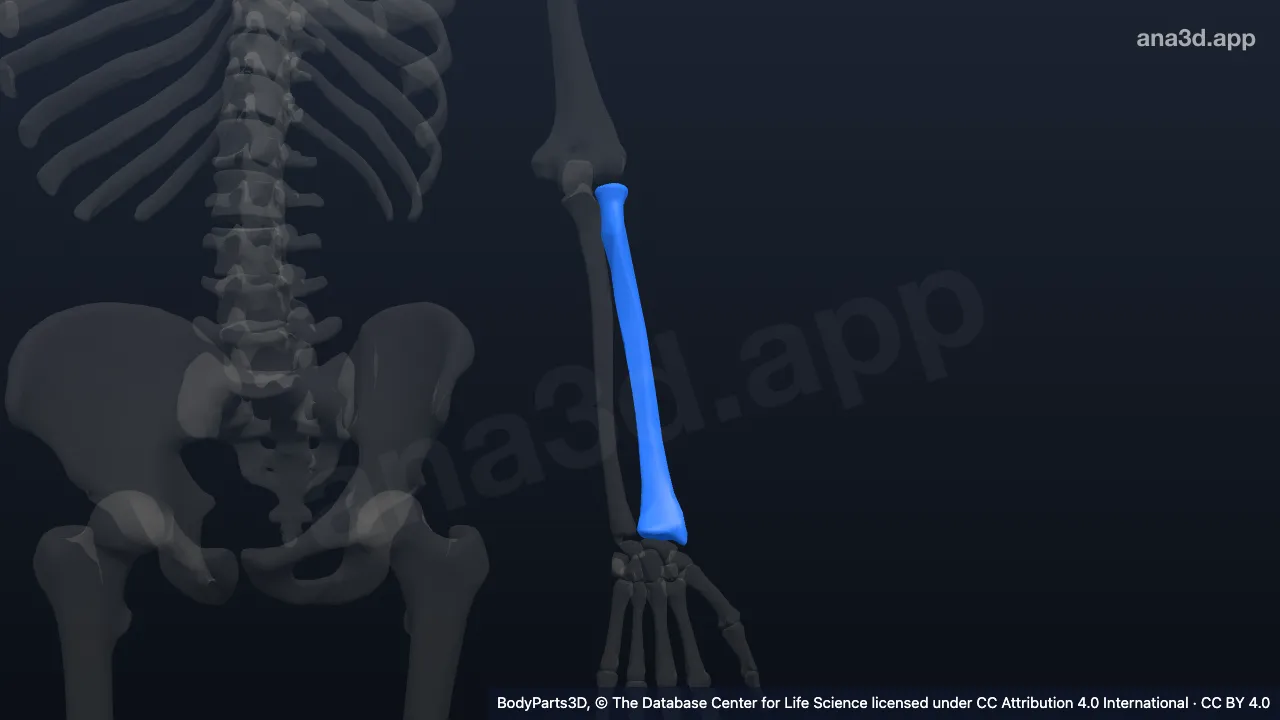 3D model: left radius
