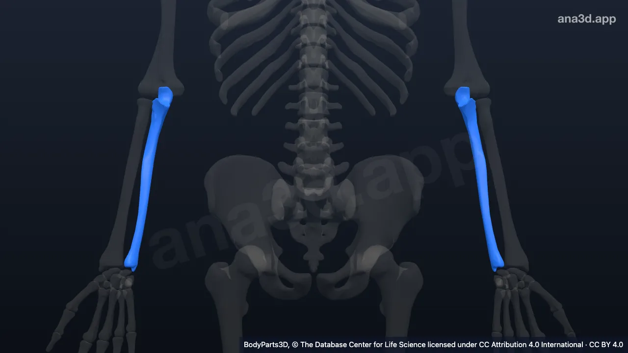 Ulna: anatomy, location and function