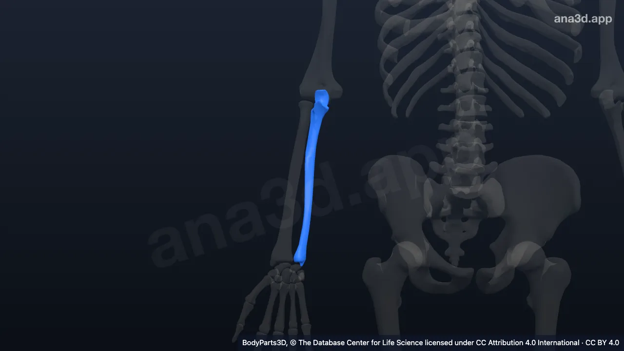 3D model: right ulna