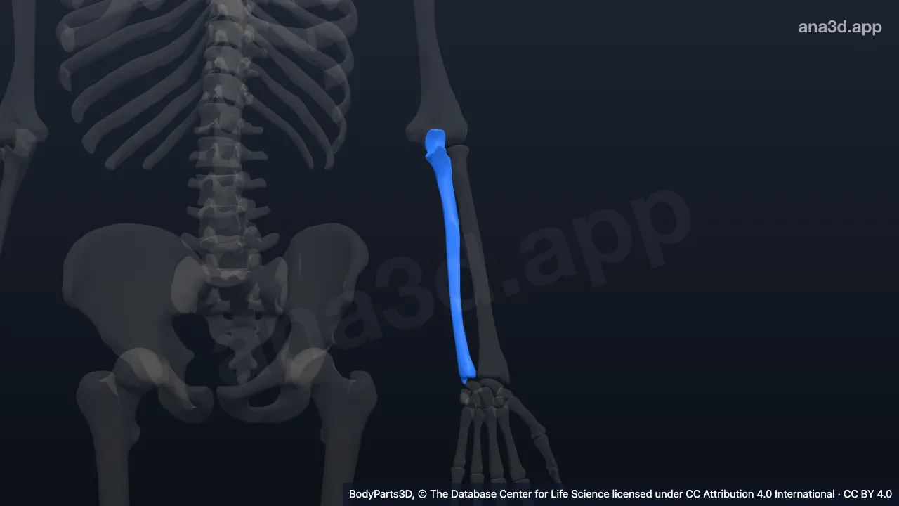 3D model: left ulna