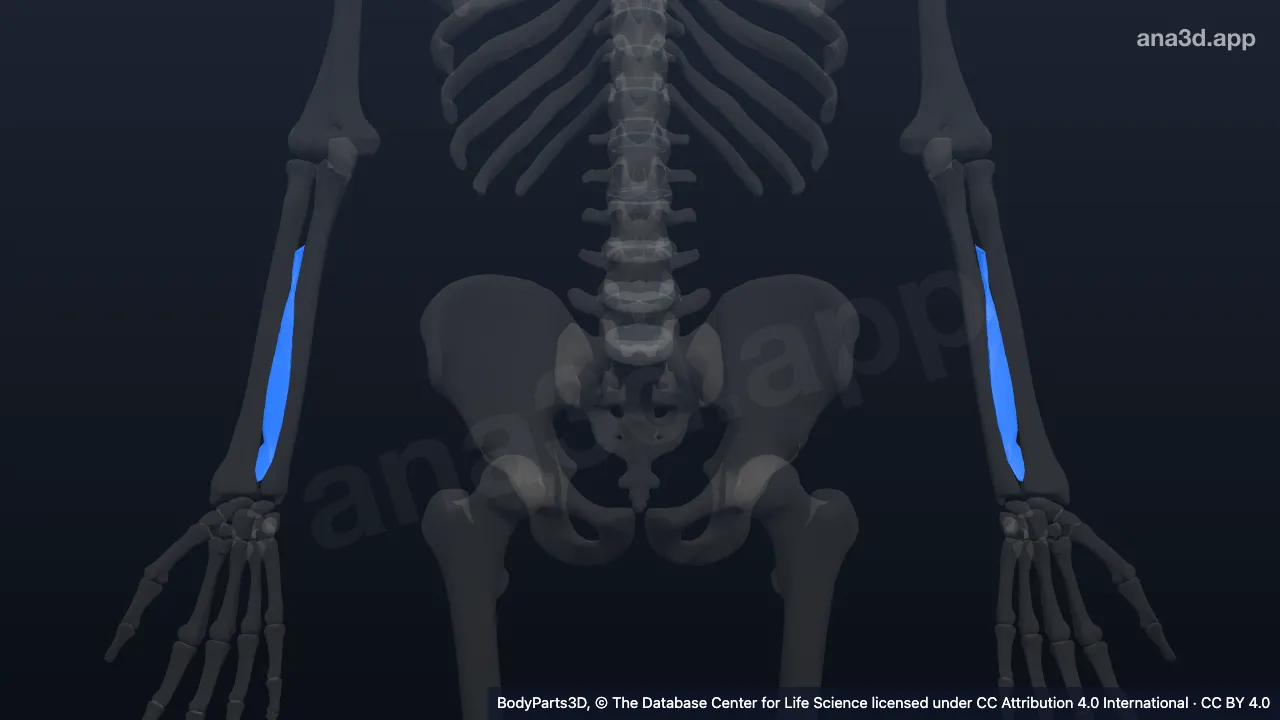 Modelo 3D: Membrana interósea del antebrazo