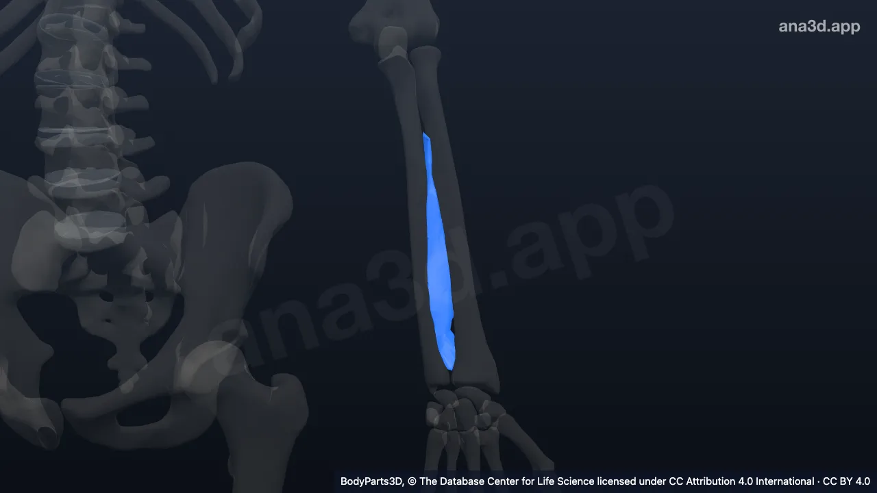 Modelo 3D: Membrana interósea del antebrazo izquierdo