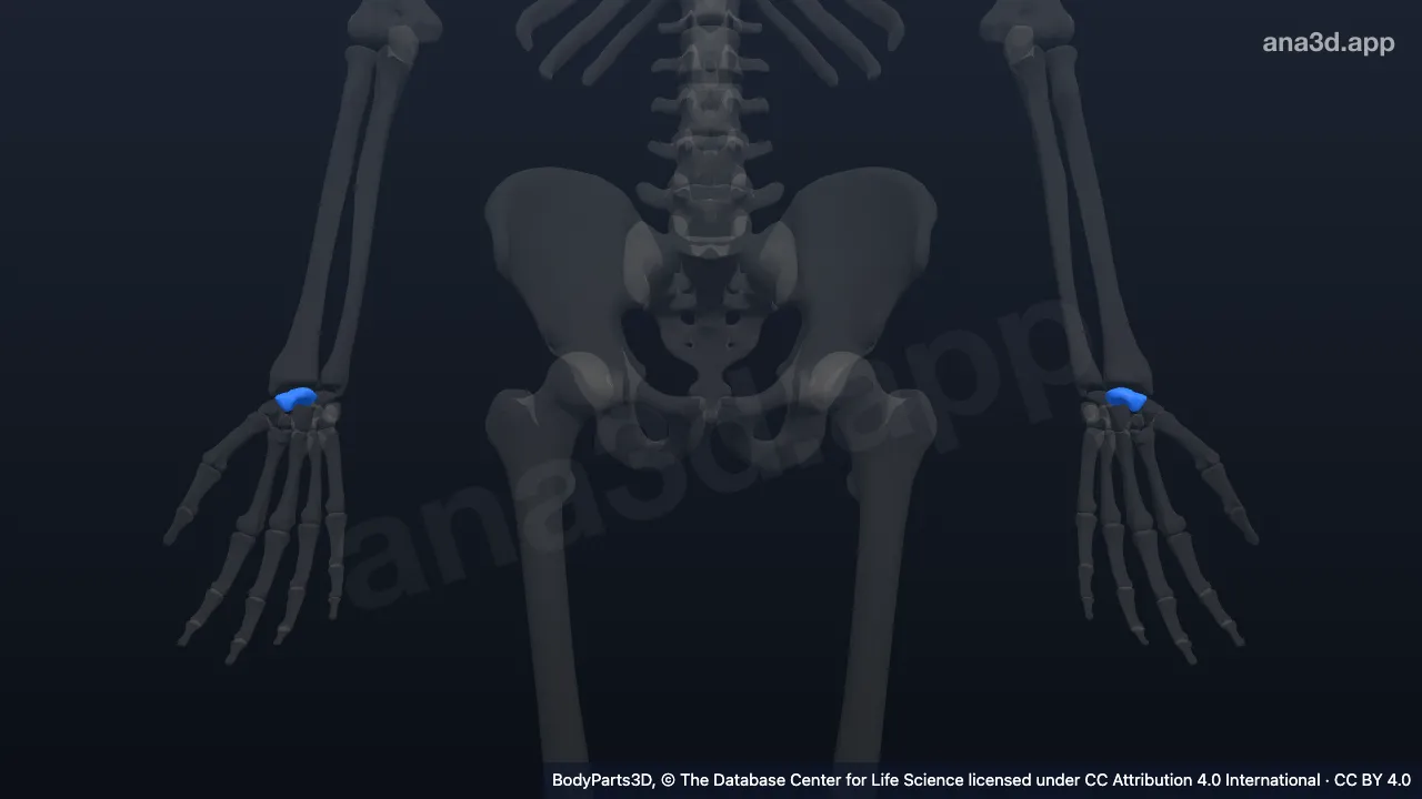 3D model: scaphoid