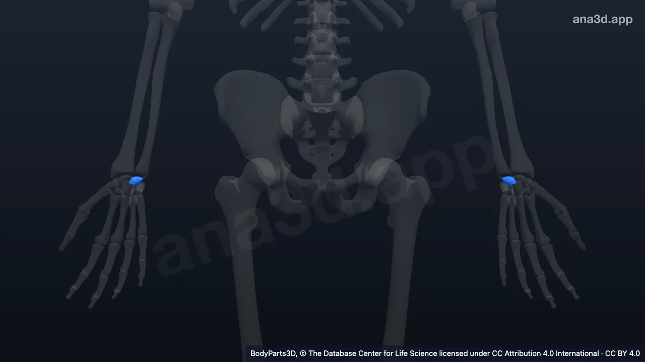 3D-Modell: Mondbein