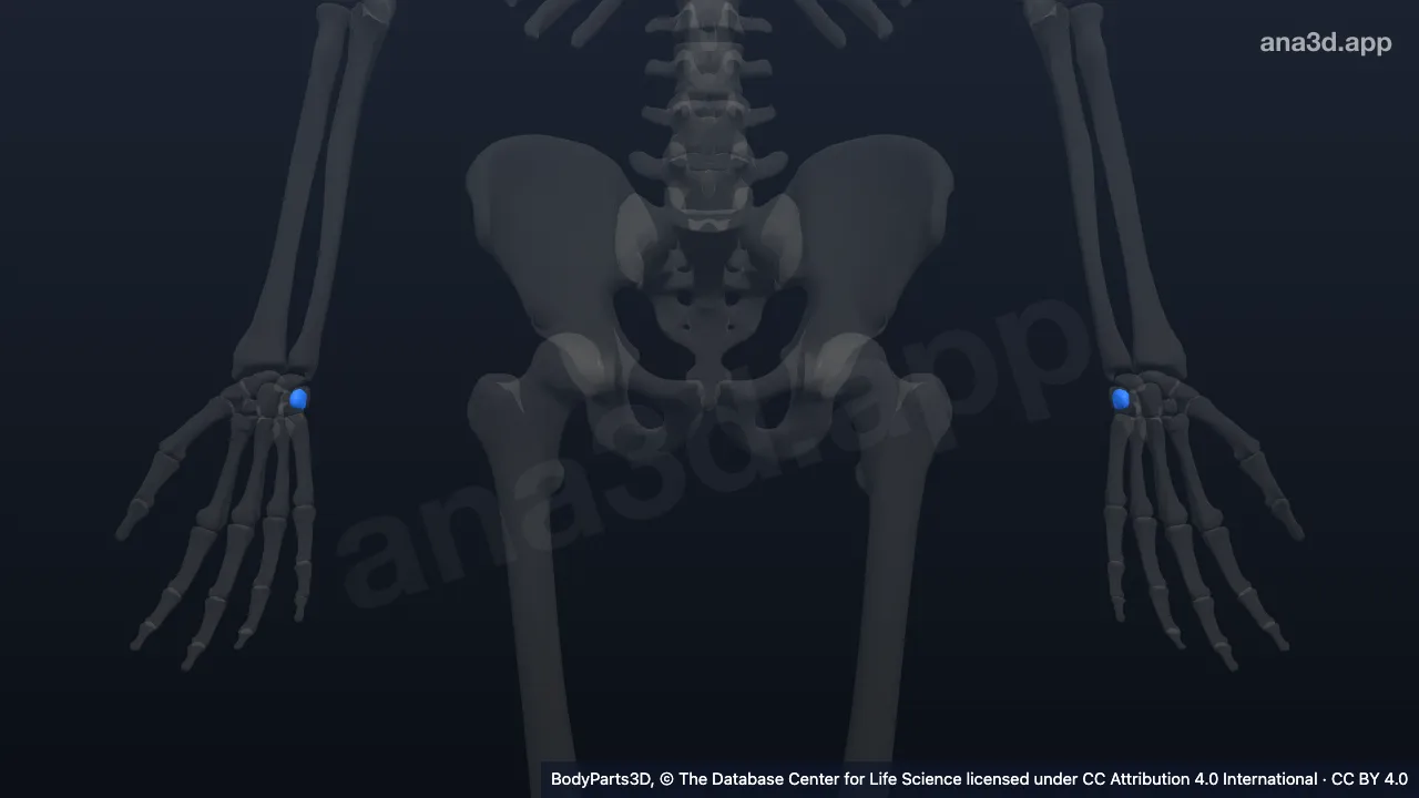 3D model: pisiform