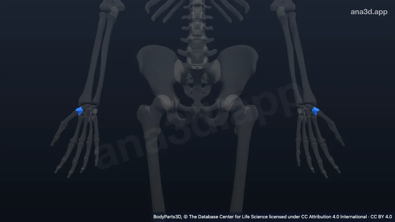 Mô hình 3D: Xương thang