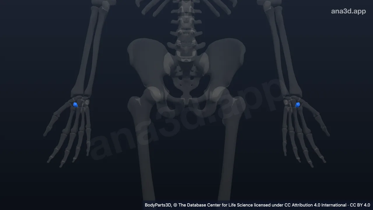 3D model: trapezoid