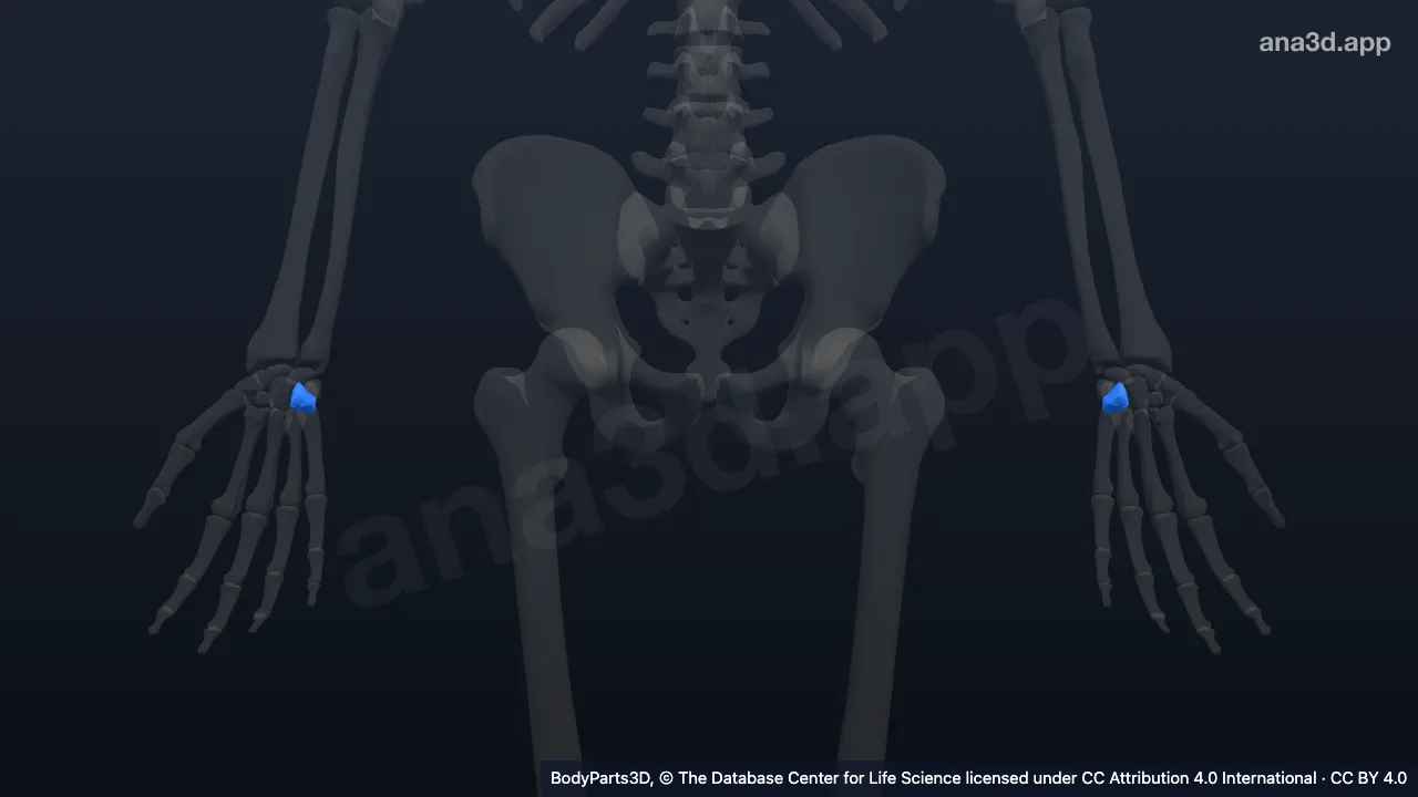 3D model: hamate
