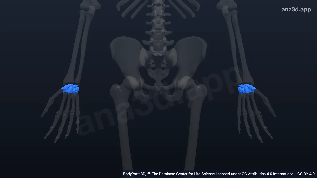 Modelo 3D: carpo