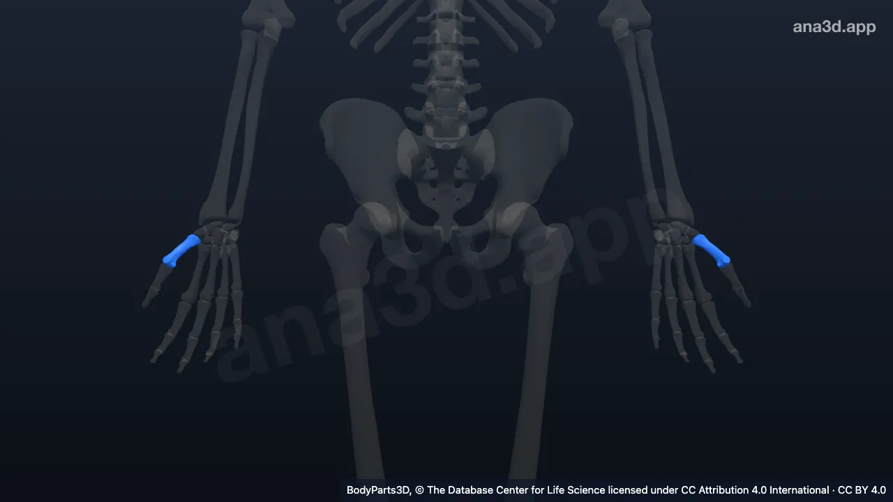 3D model: first metacarpal bone