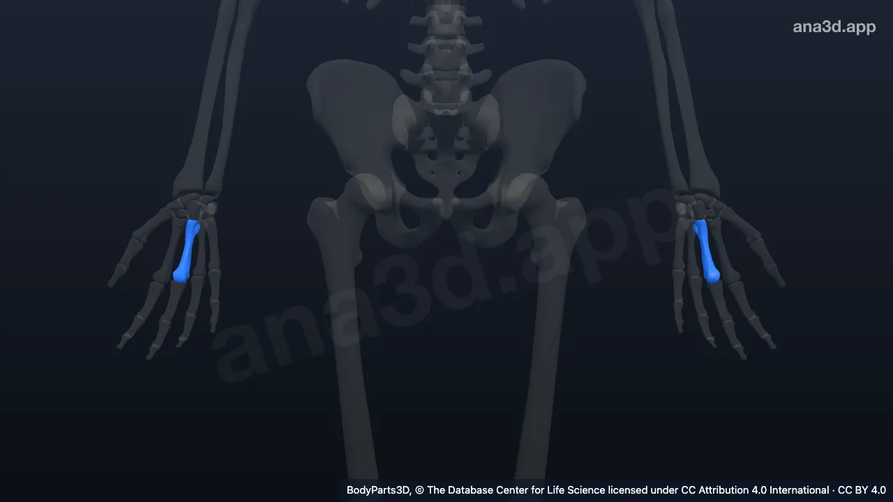 Modelo 3D: Osso terceiro metacarpo
