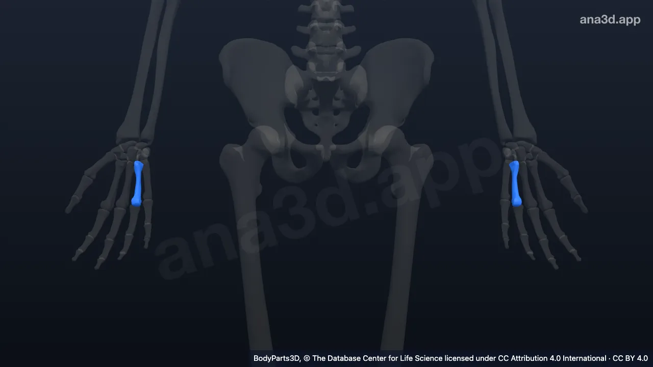 3D model: fourth metacarpal bone