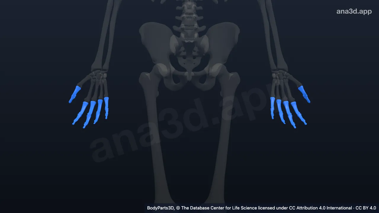 3D-Modell: Fingerknochen