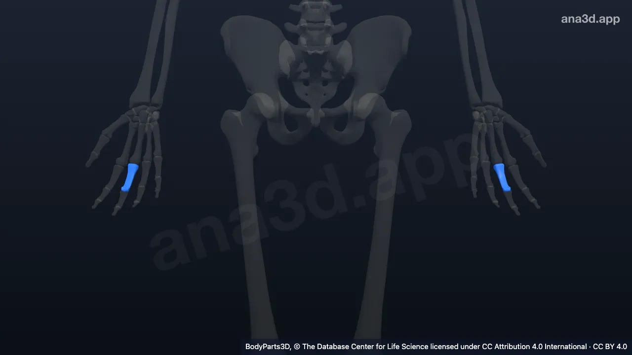 Modelo 3D: Falange proximal do terceiro dedo da mão