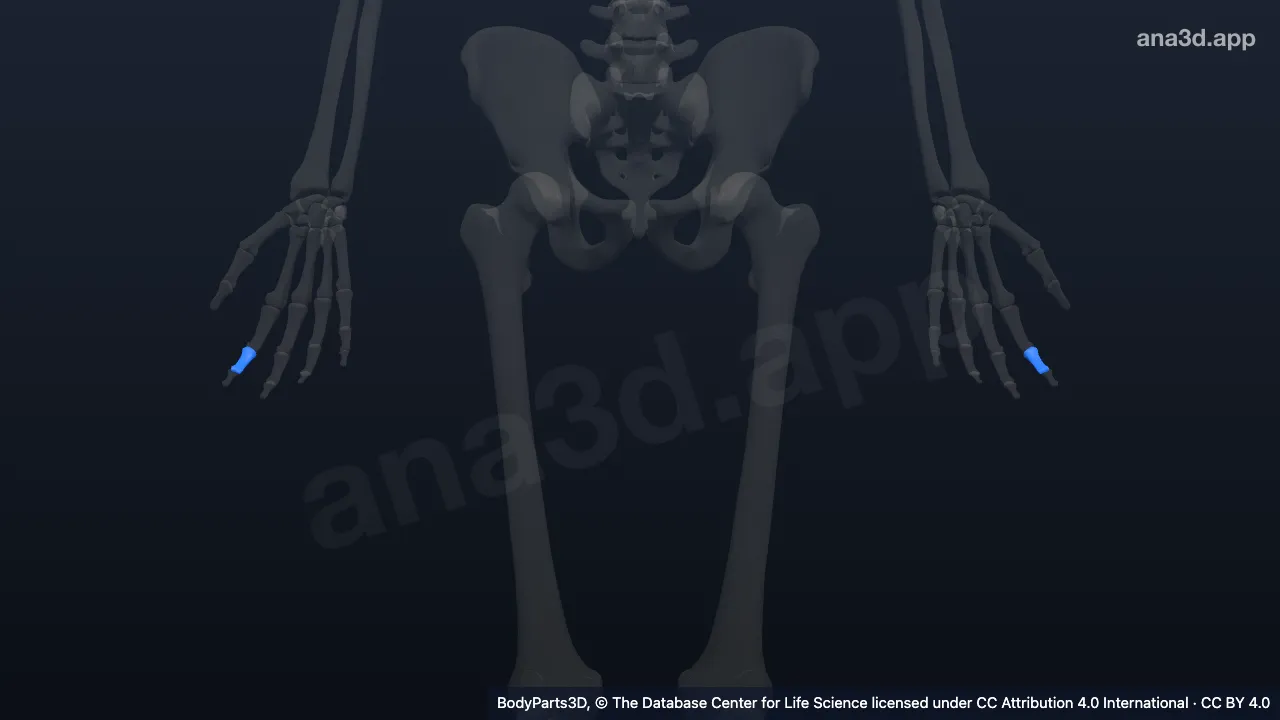 Modelo 3D: Falange média do segundo dedo da mão