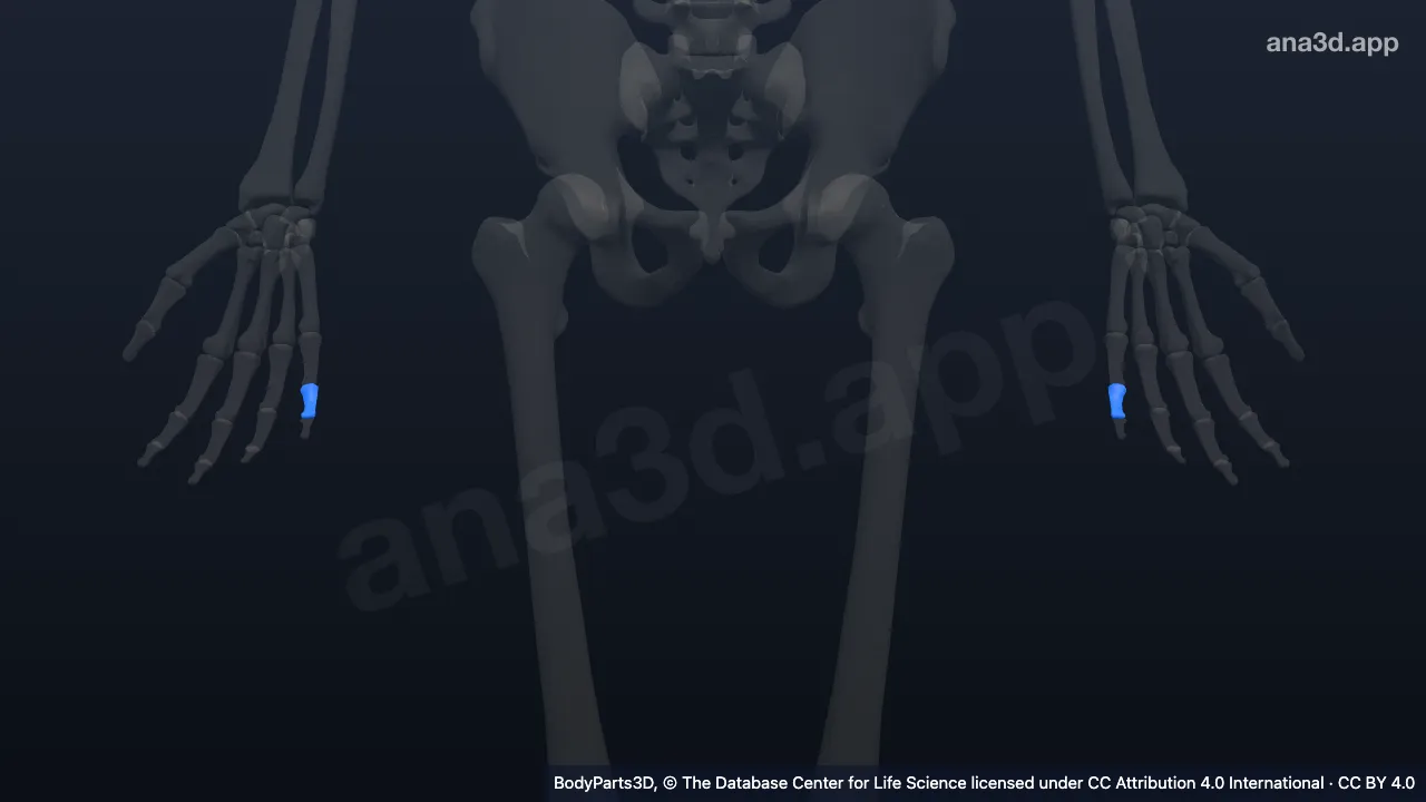Modelo 3D: Falange média do quinto dedo da mão