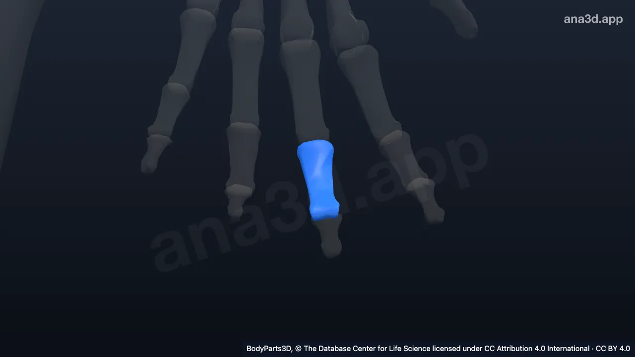 3D model: middle phalanx of left middle finger