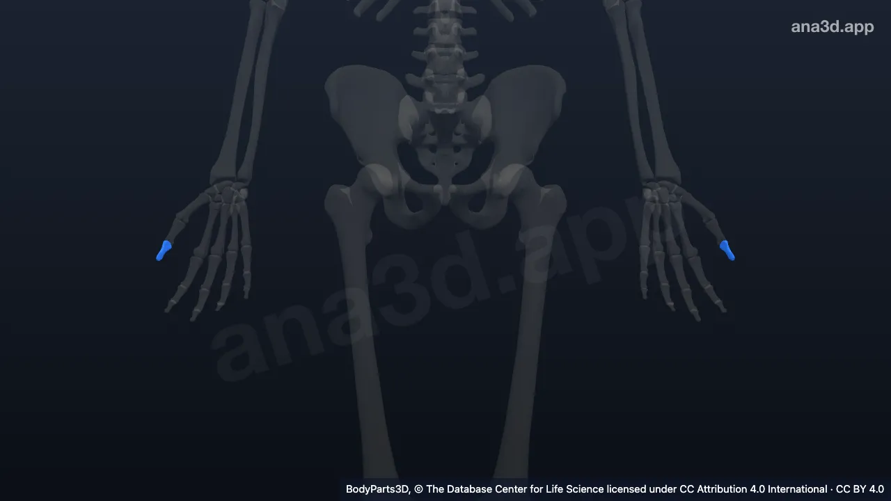 Modelo 3D: Falange distal do primeiro dedo da mão
