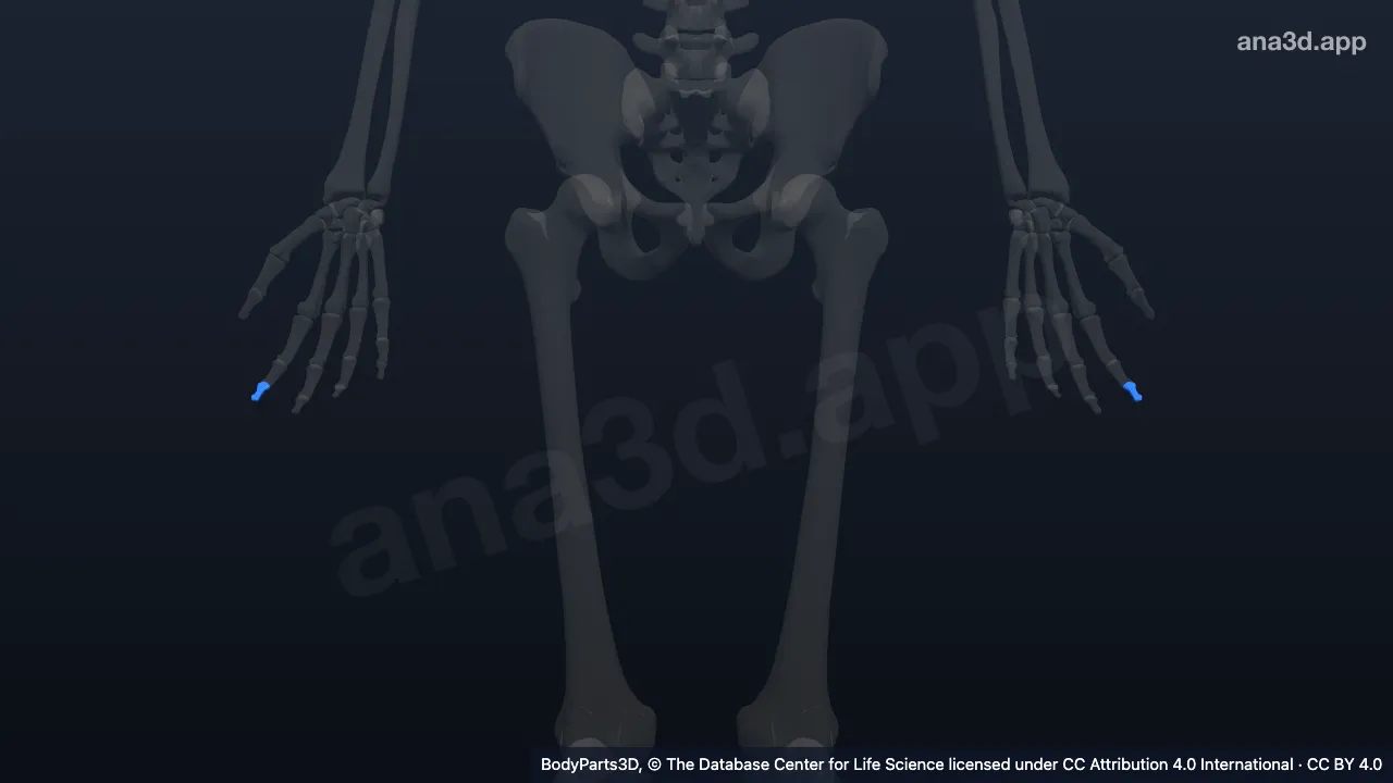Modelo 3D: Falange distal do segundo dedo da mão