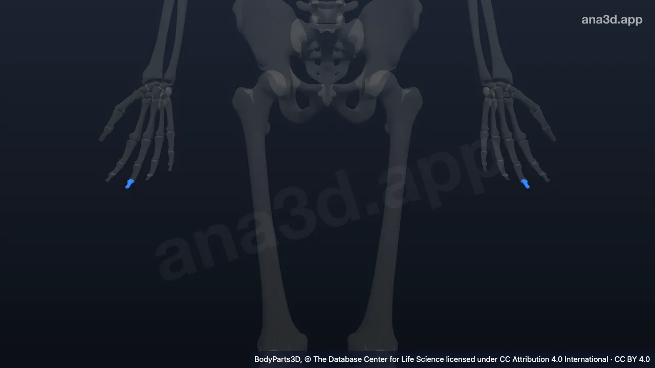 Model 3D: Falang distal jari tengah