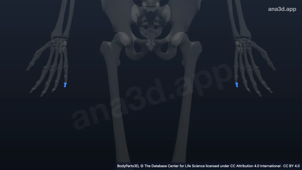 Modelo 3D: Falange distal do quinto dedo da mão