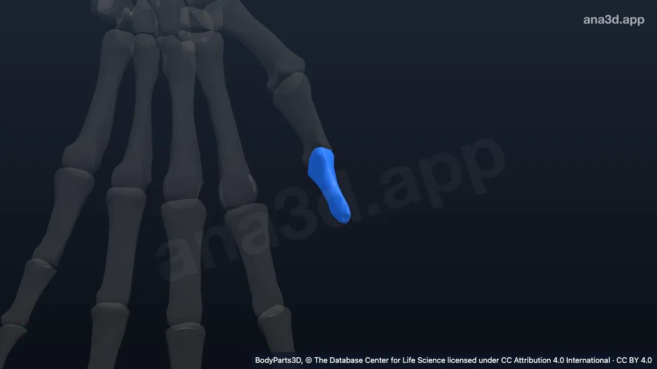 Modelo 3D: Falange distal do primeiro dedo da mão esquerda