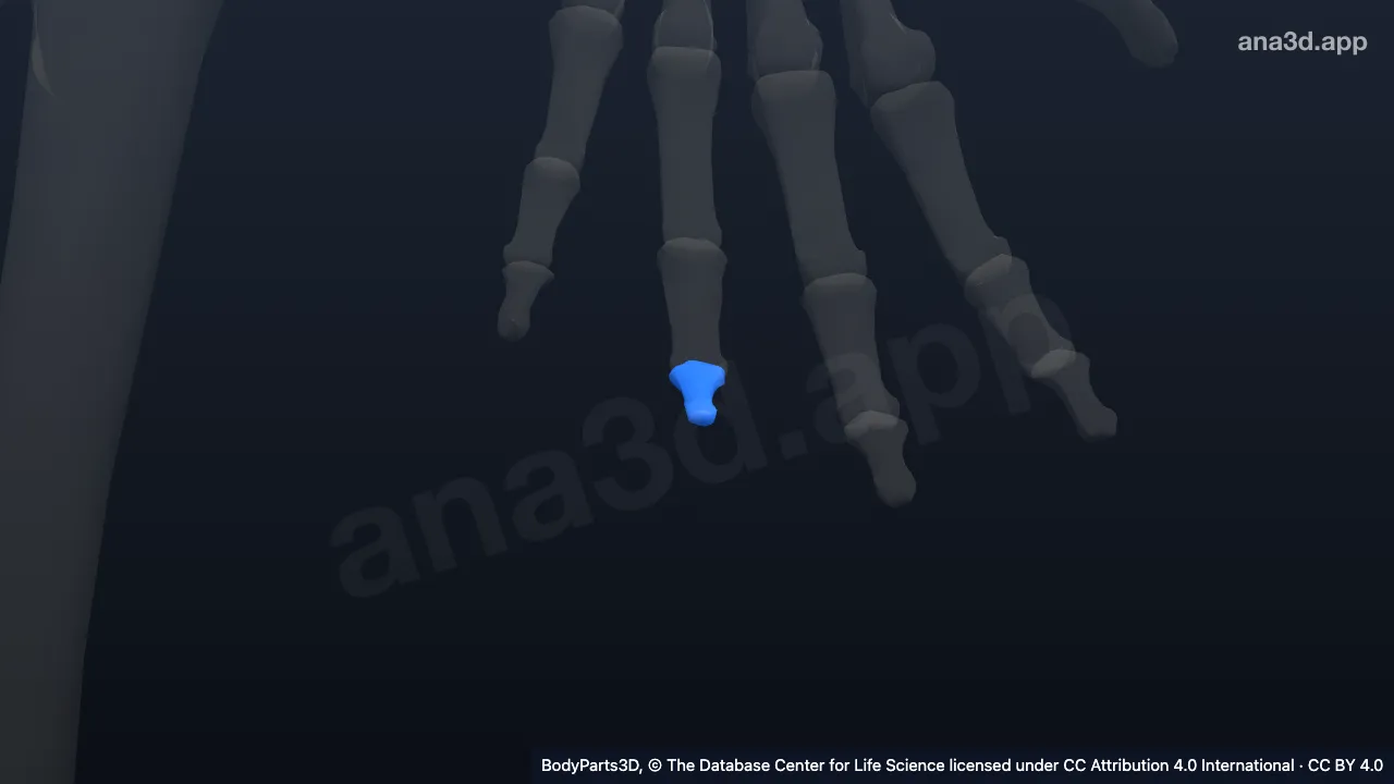 3D model: distal phalanx of left ring finger