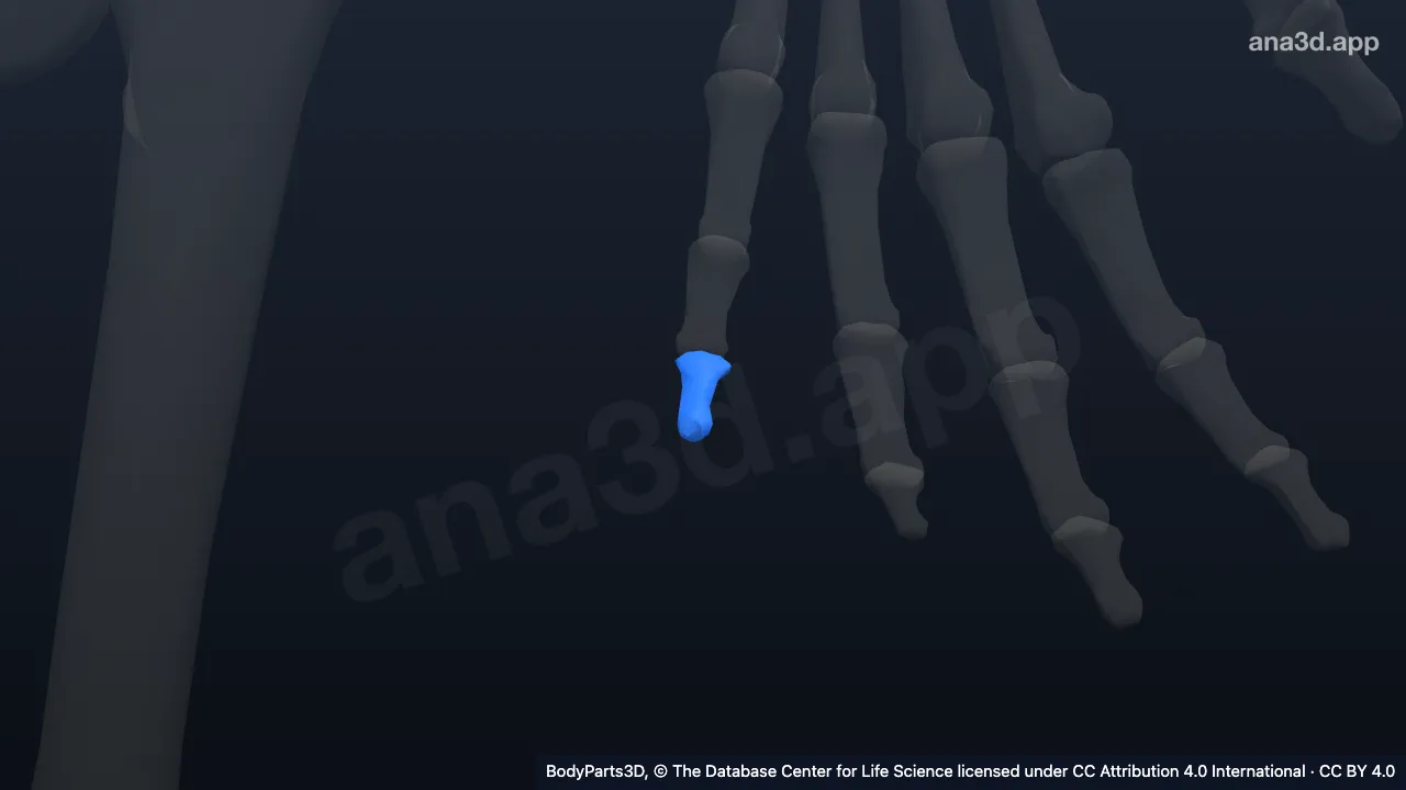 Modelo 3D: Falange distal do quinto dedo da mão esquerda