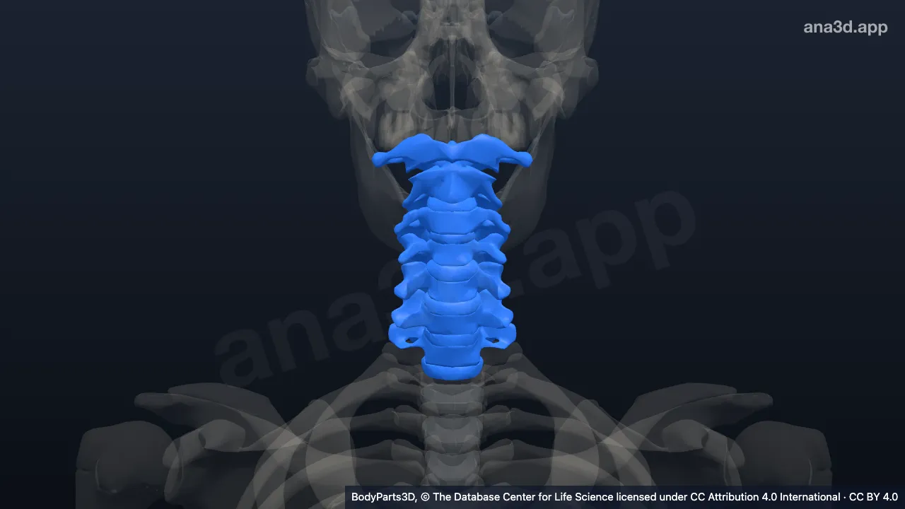 3D-Modell: Halswirbelsäule