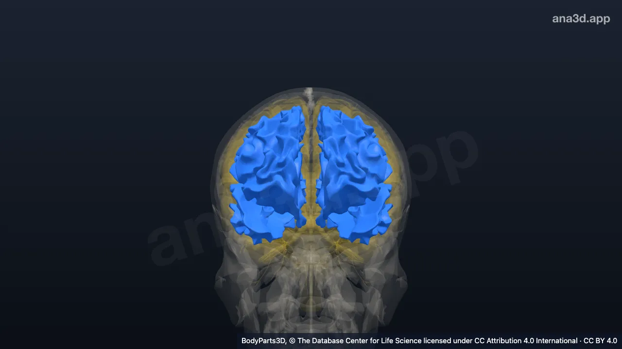 3D model: cerebral white matter