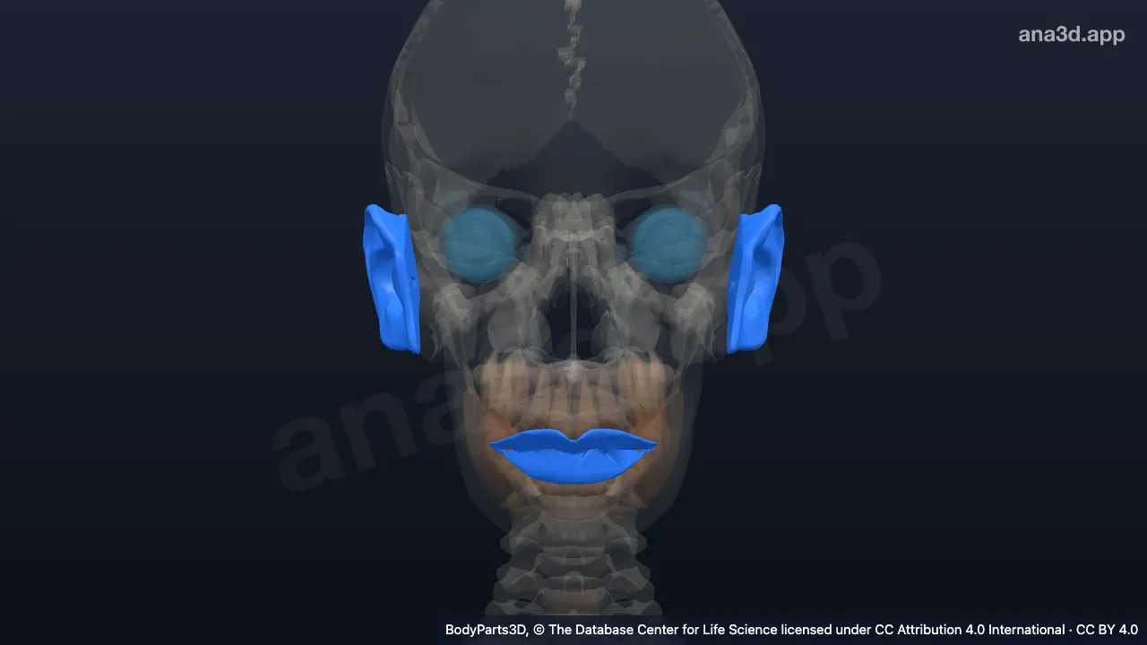 3D model: subdivision of head