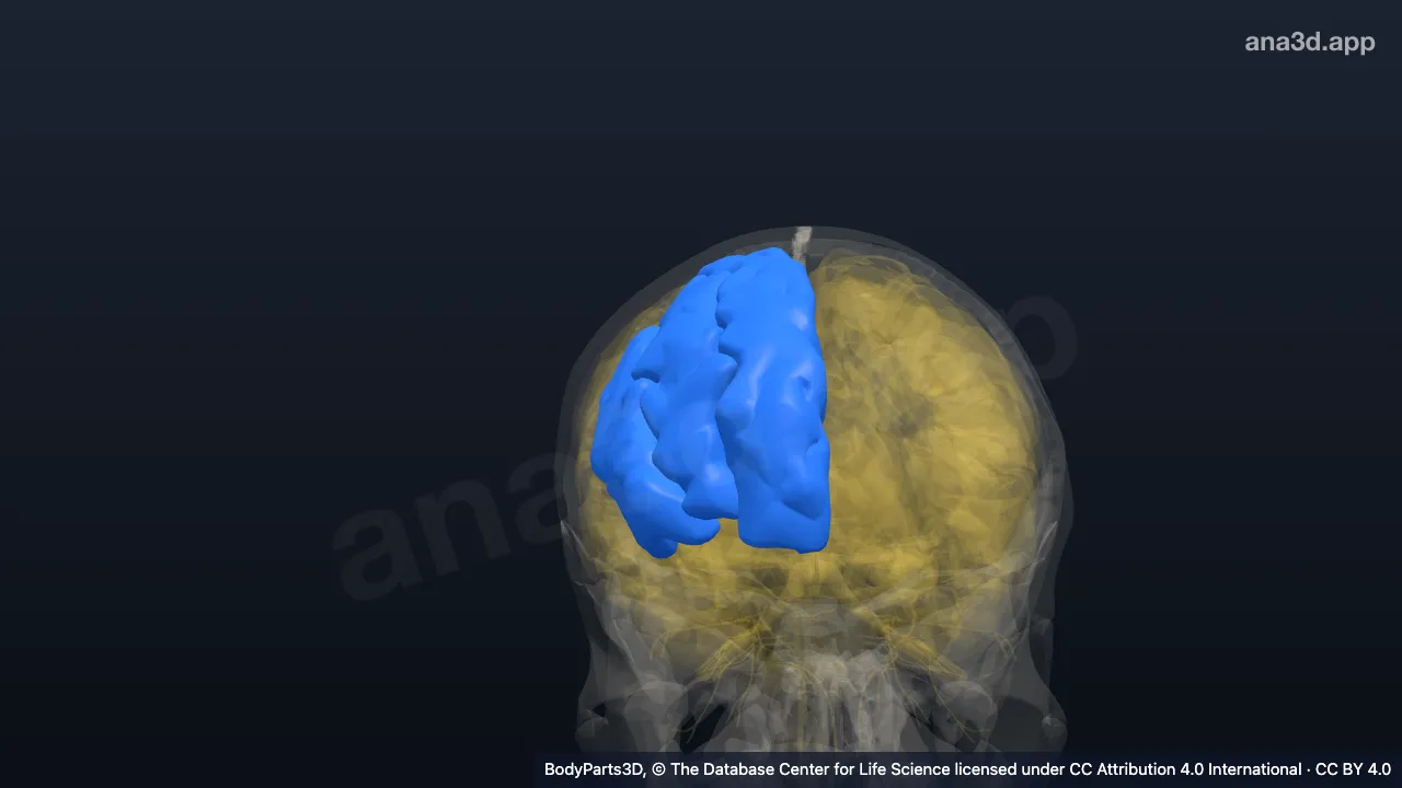 Modelo 3D: Córtex do hemisfério cerebral direito