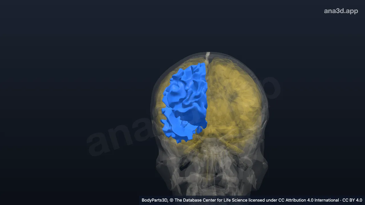 Modelo 3D: Subcórtex do hemisfério cerebral direito