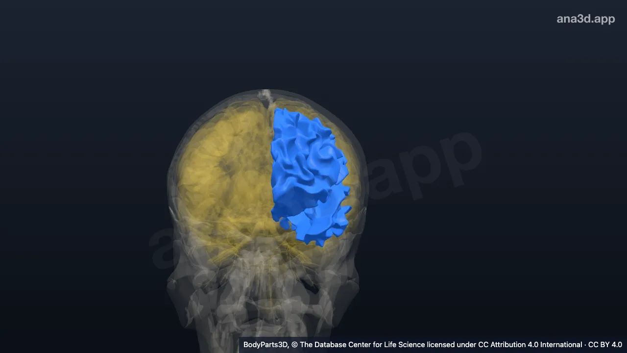 3D model: subcortex of left cerebral hemisphere